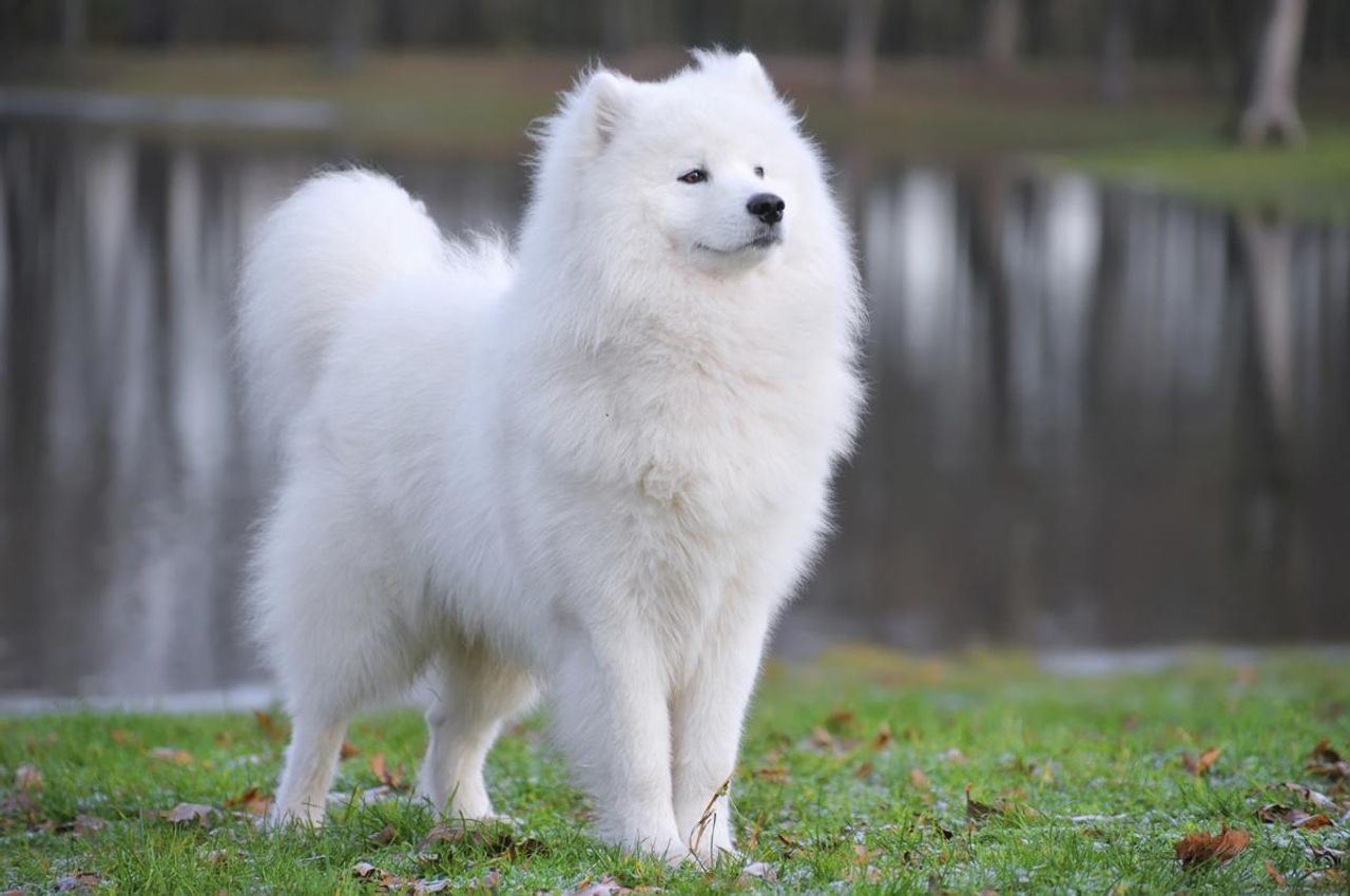 Samoyed