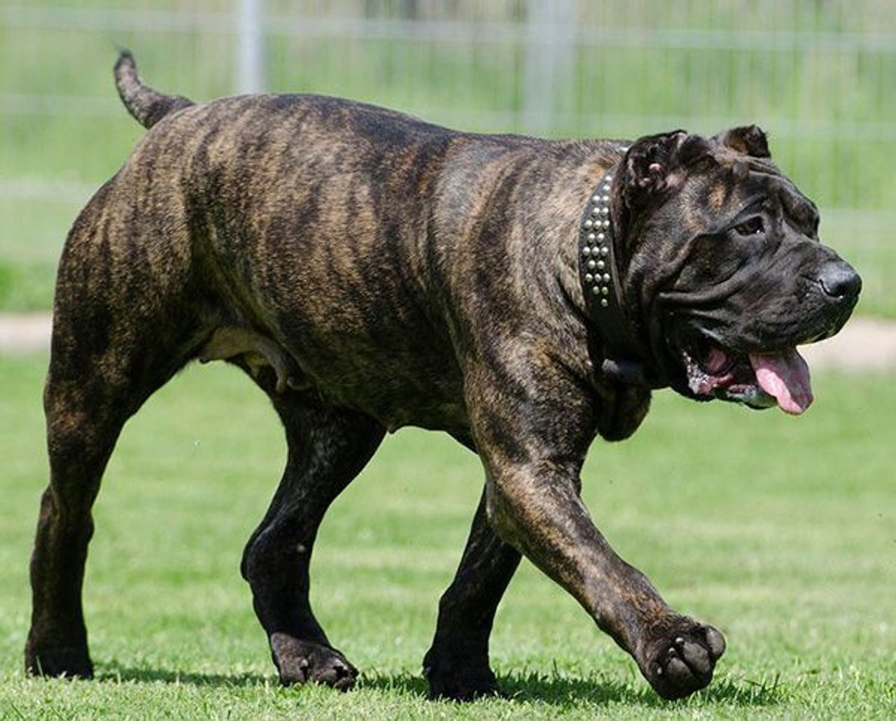 Perro de Presa Canario