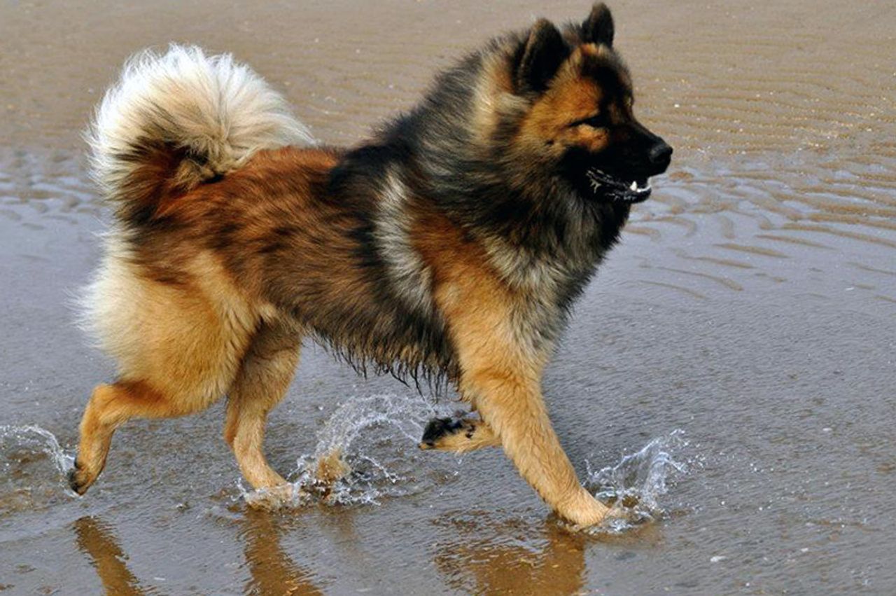 Eurasier