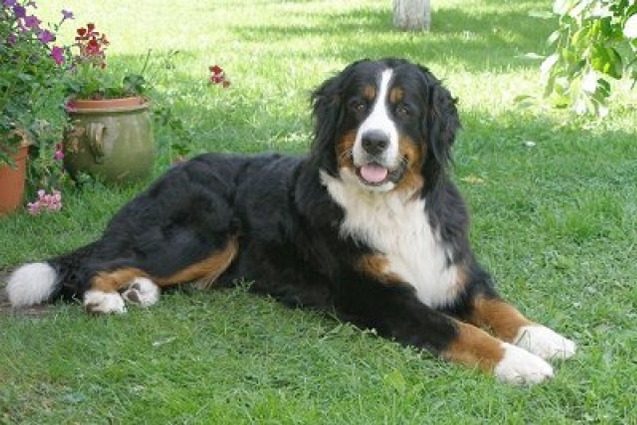 Bernese Mountain Dog