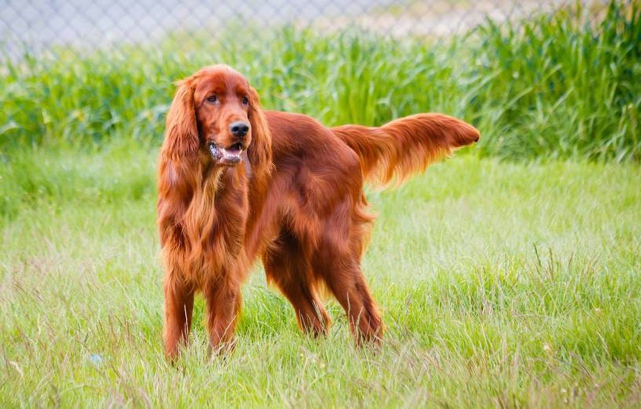 Irish Setter