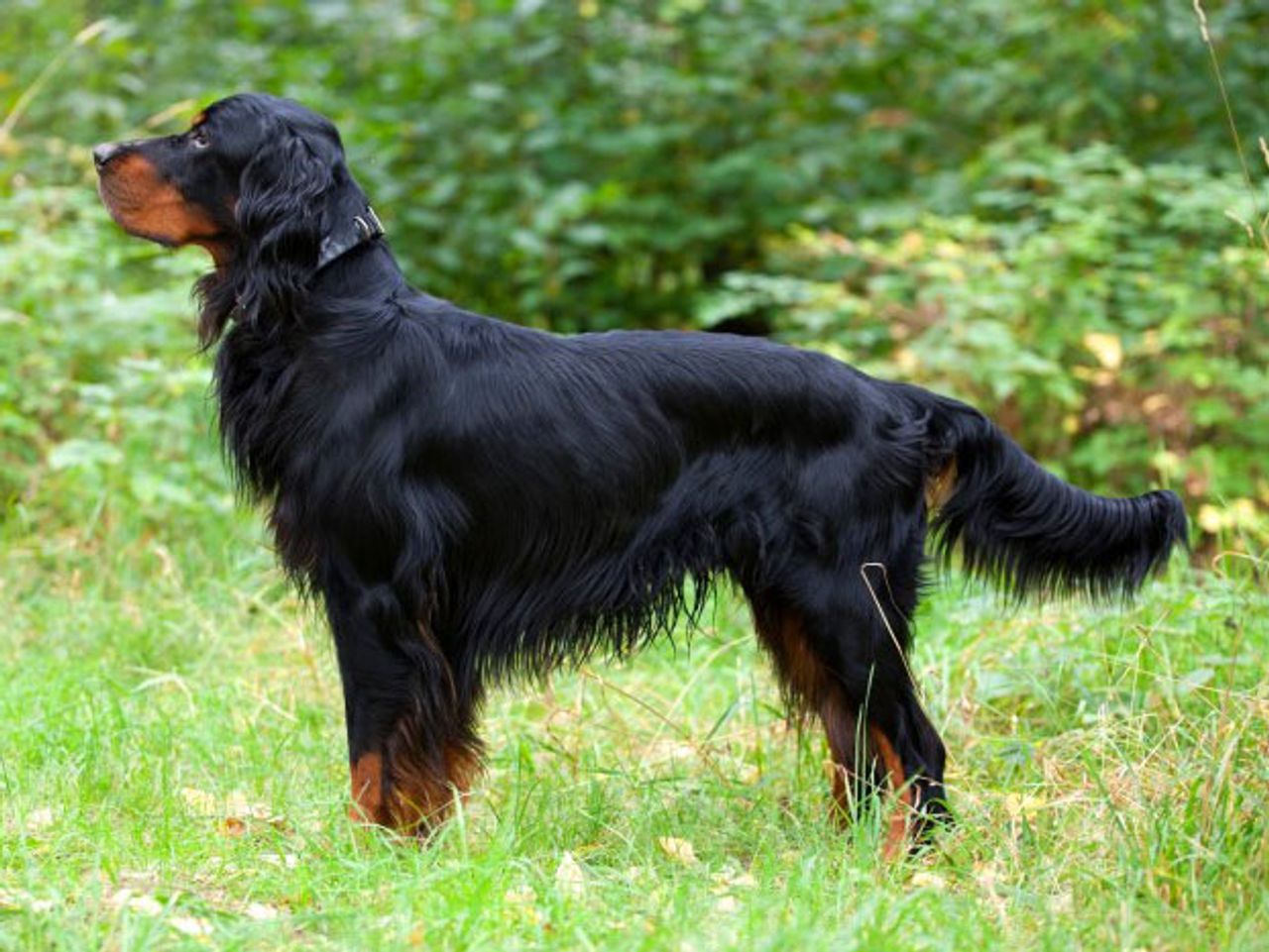 Gordon Setter