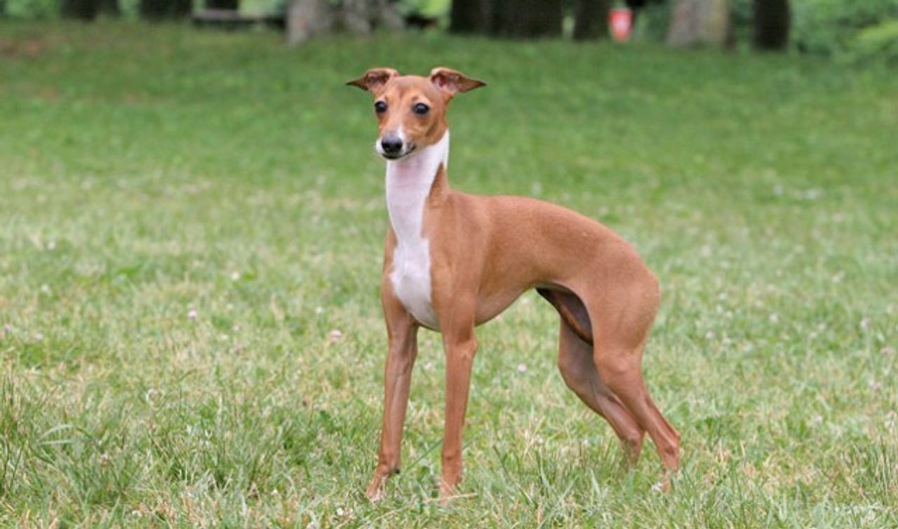 Italian Greyhound