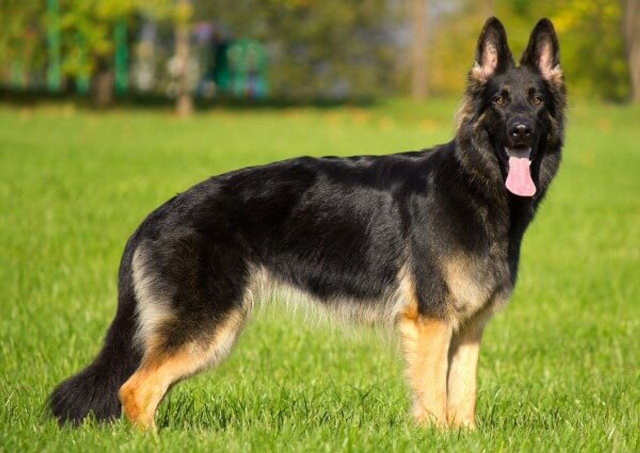 German Shepherd Dog