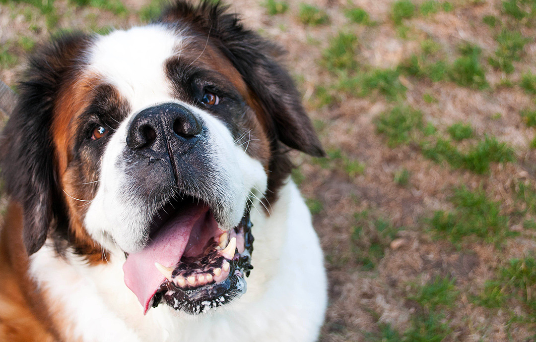 Saint Bernard