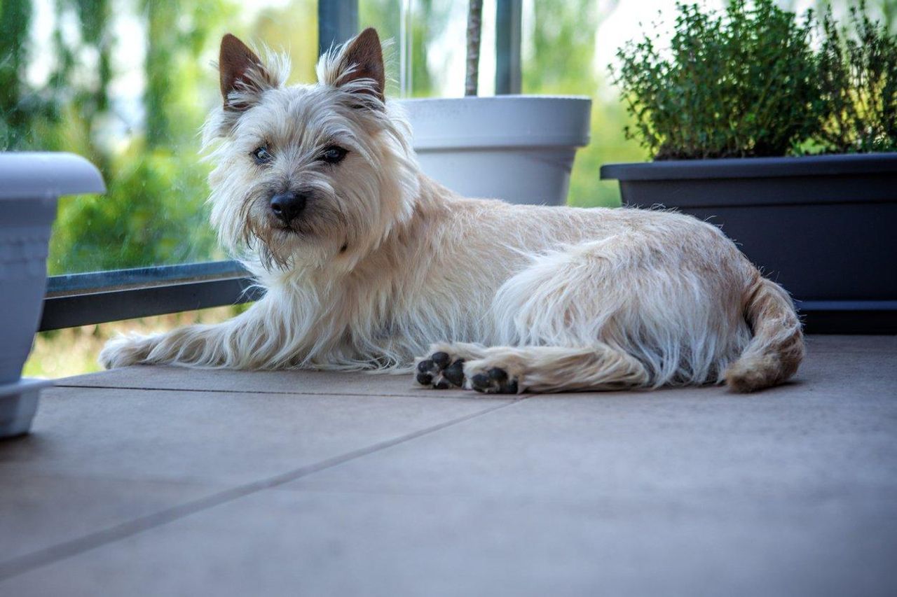 Cairn Terrier