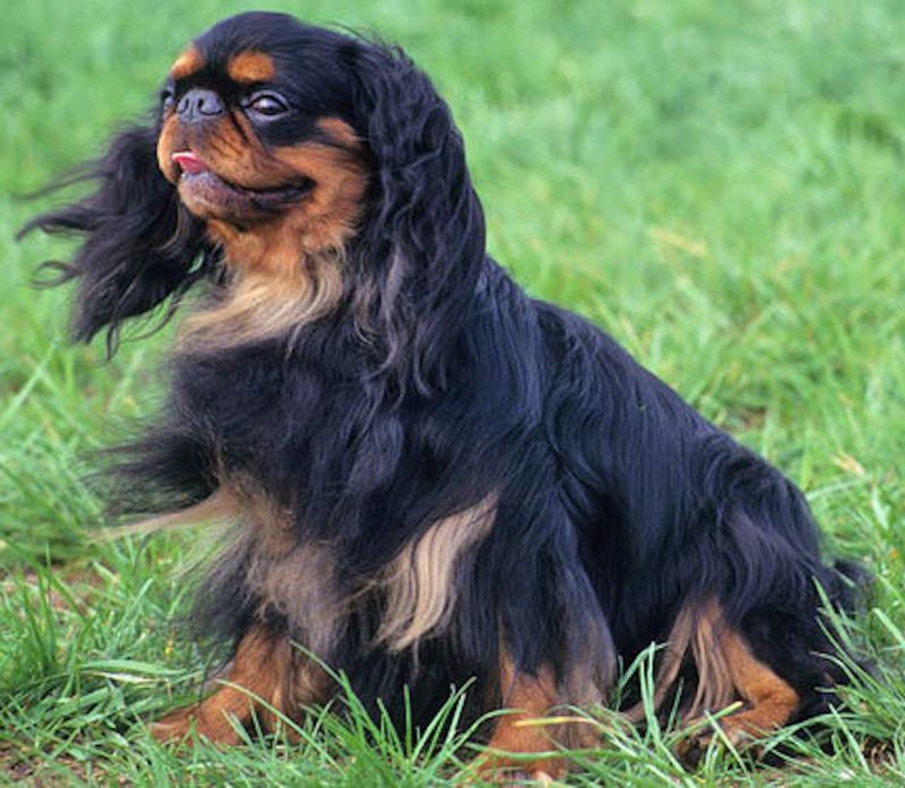 English Toy Spaniel