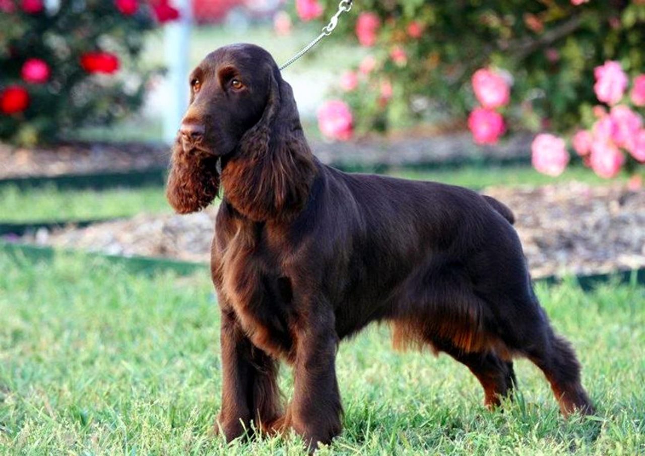 Field Spaniel