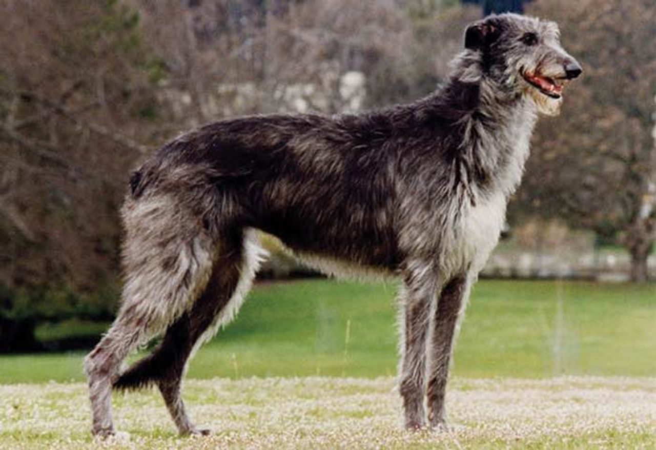 Scottish Deerhound