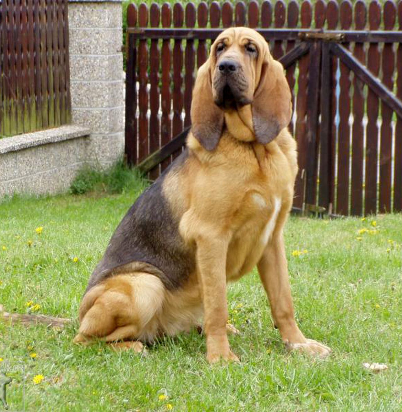 Bloodhound