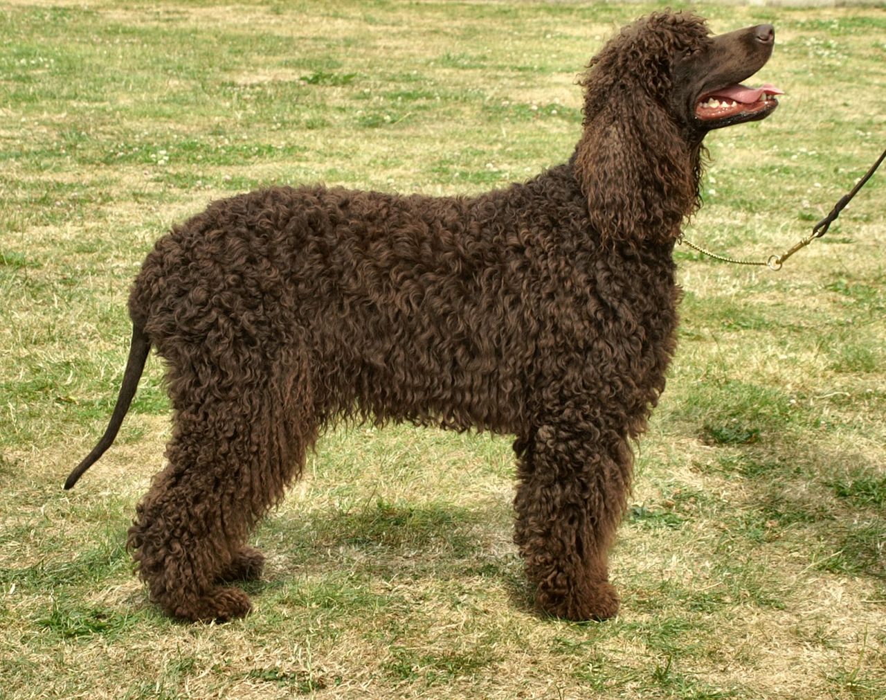 American Water Spaniel