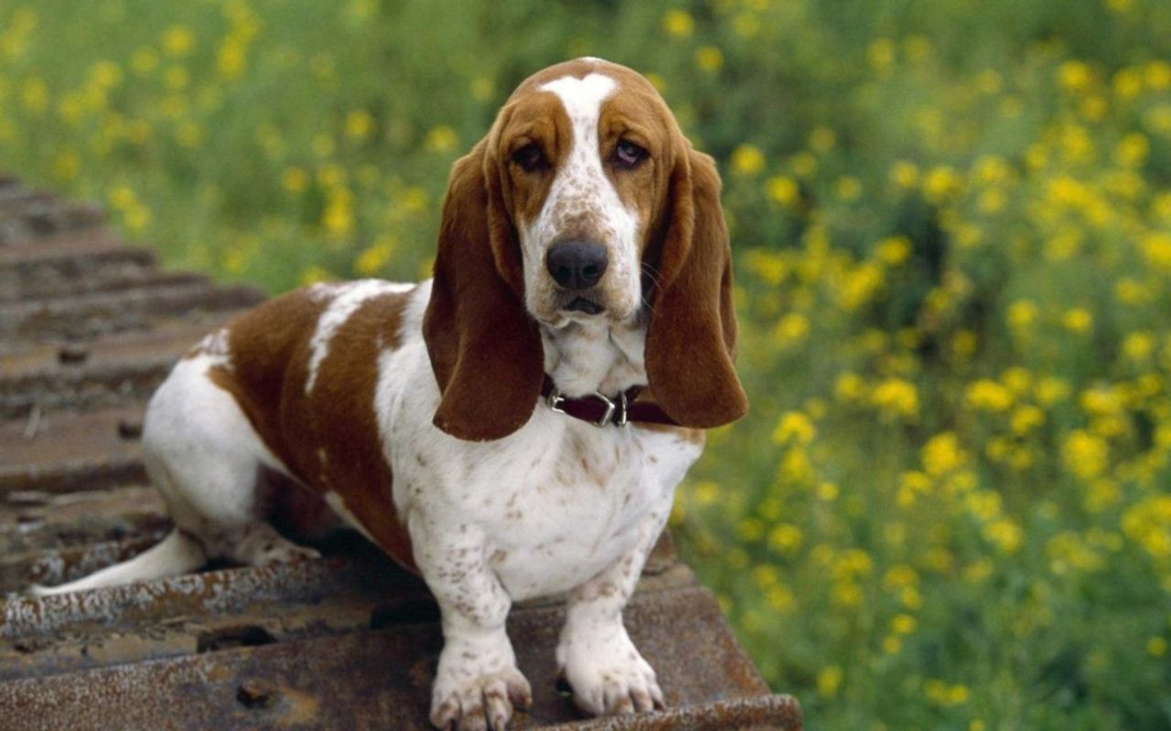 Basset Hound