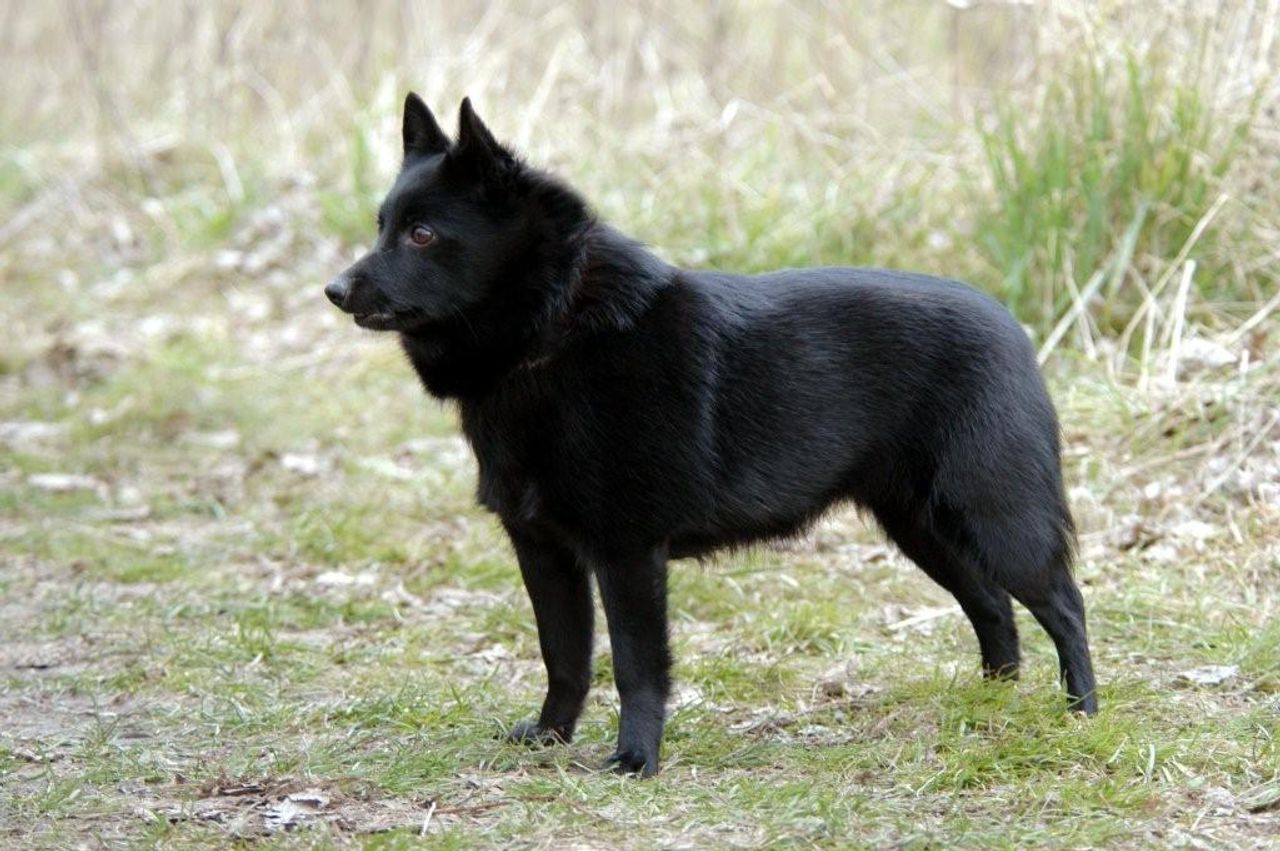 Schipperke