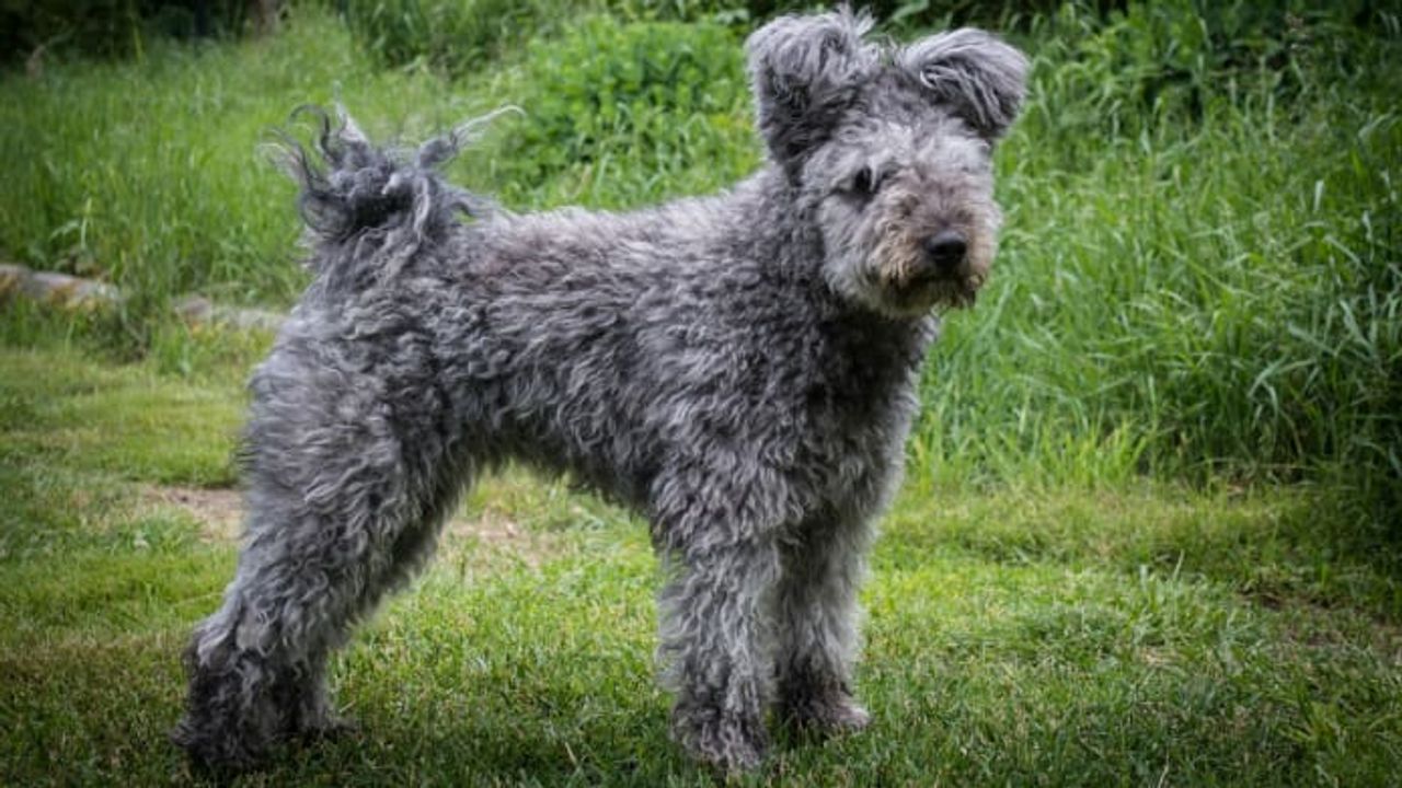 Pumi