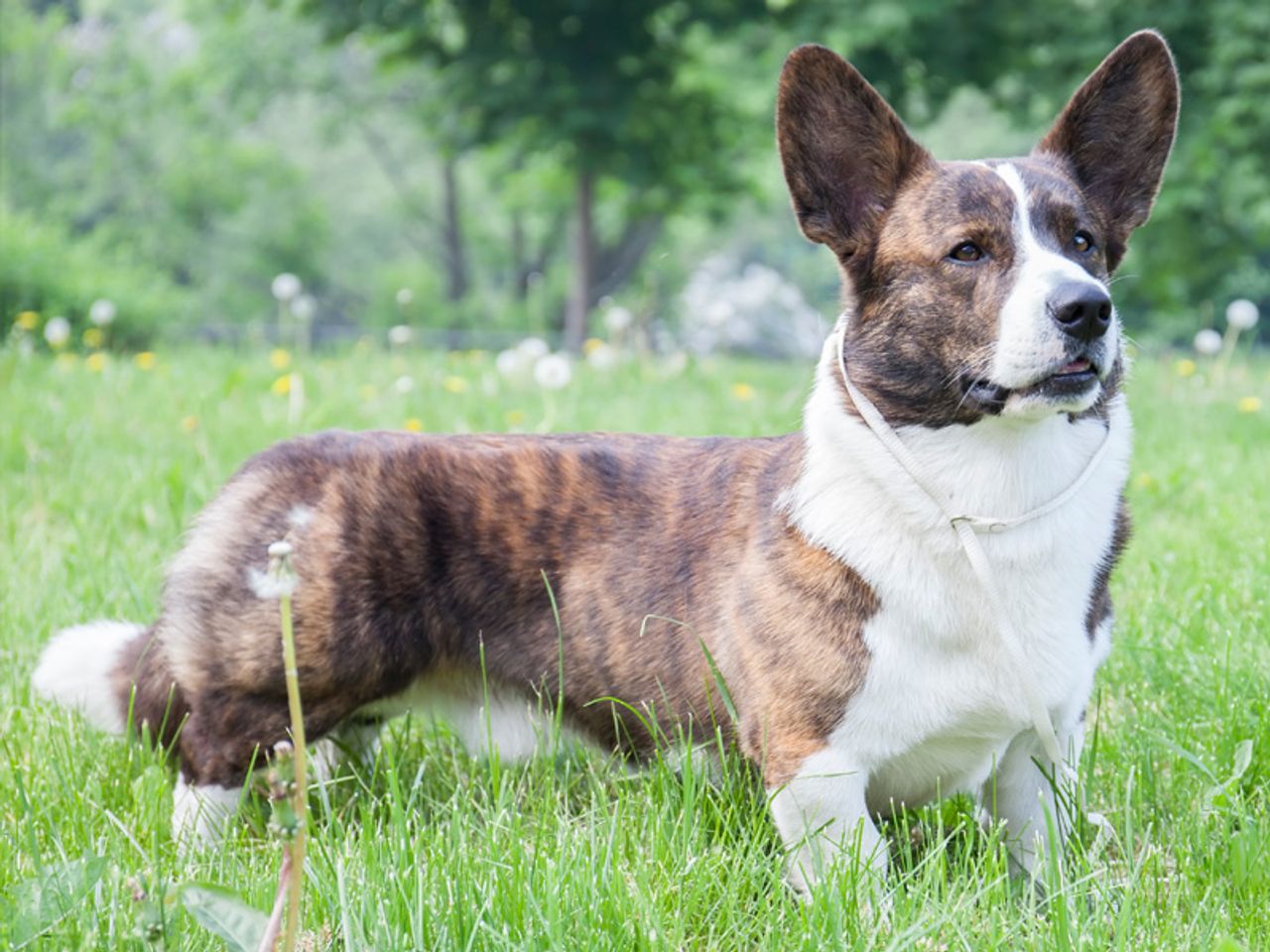 Cardigan Welsh Corgi