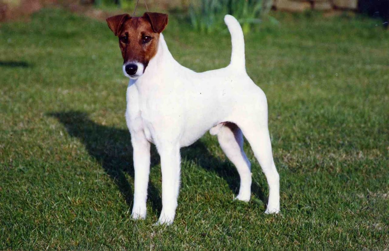 Smooth Fox Terrier