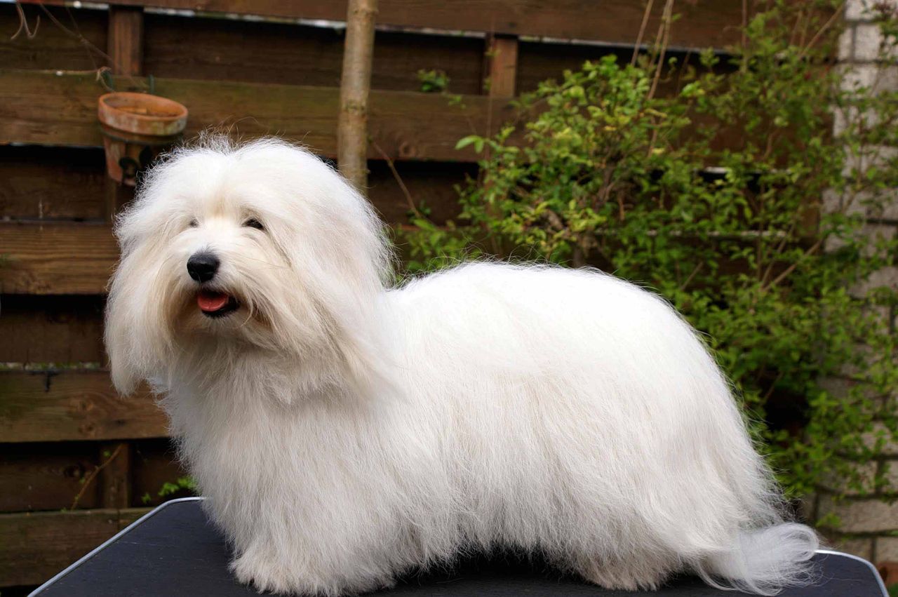 Coton de Tulear