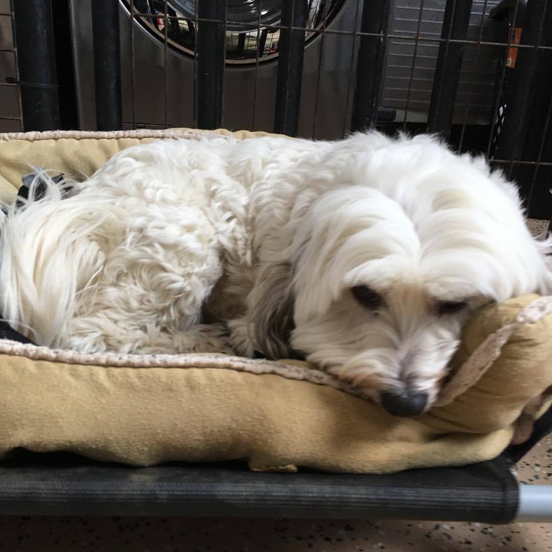 Tibetan Terrier