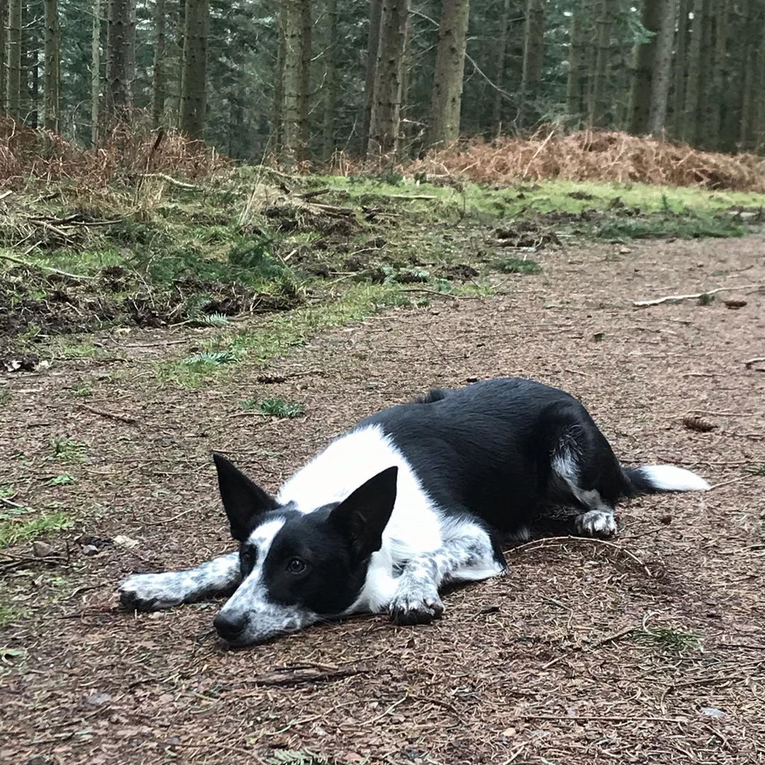 Border Collie