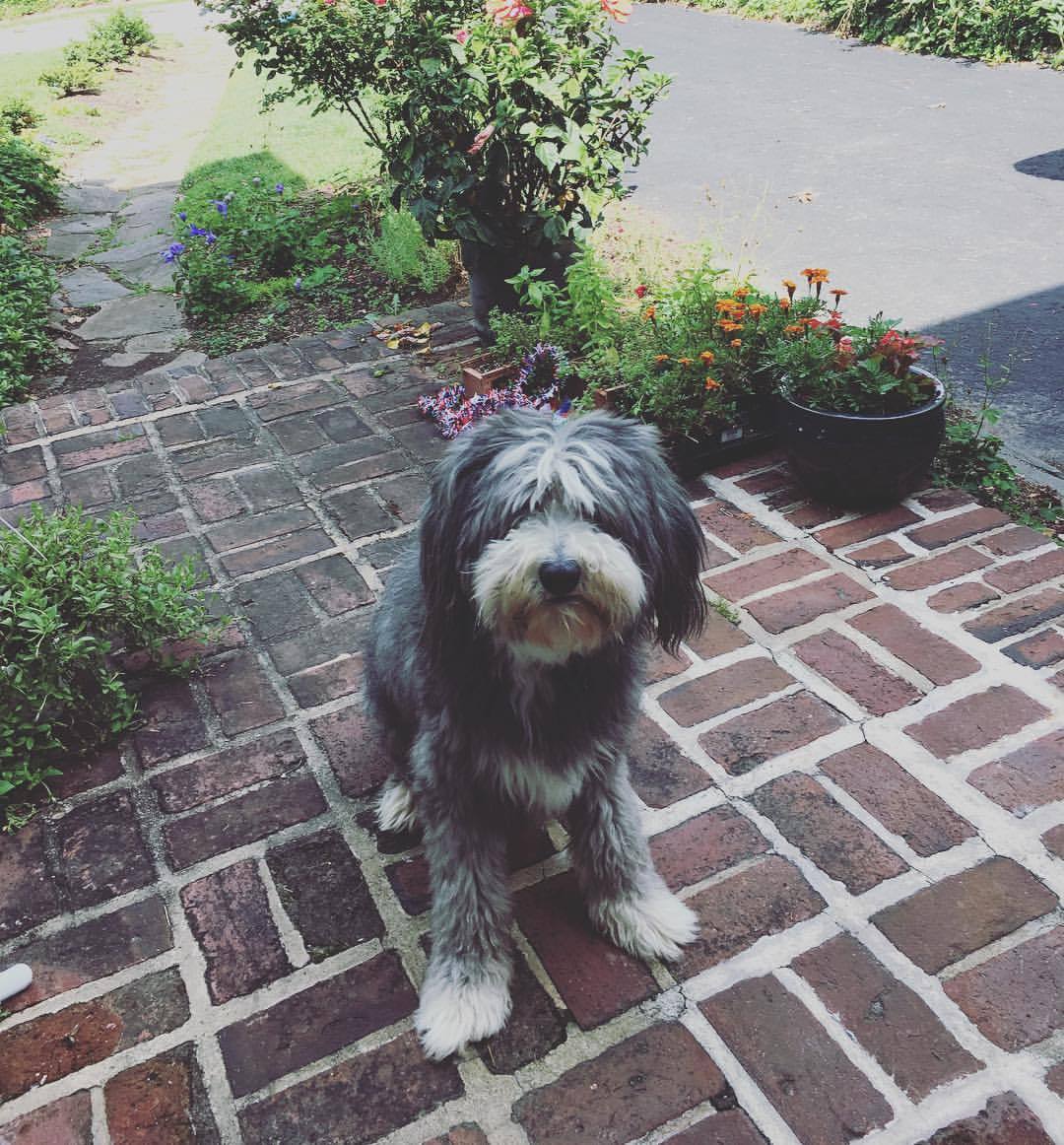 Image of Bearded Collie