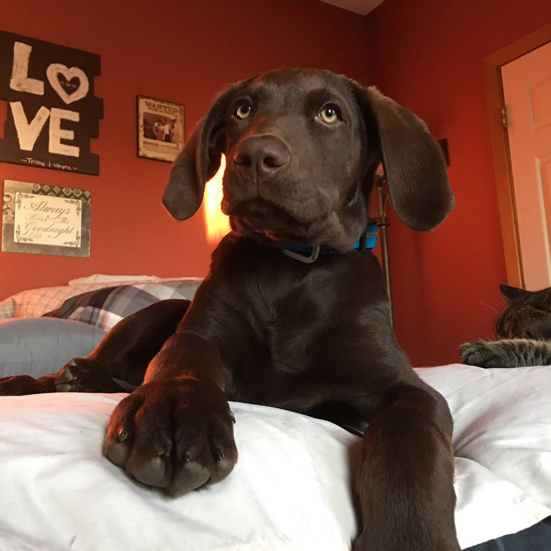 Chesapeake Bay Retriever