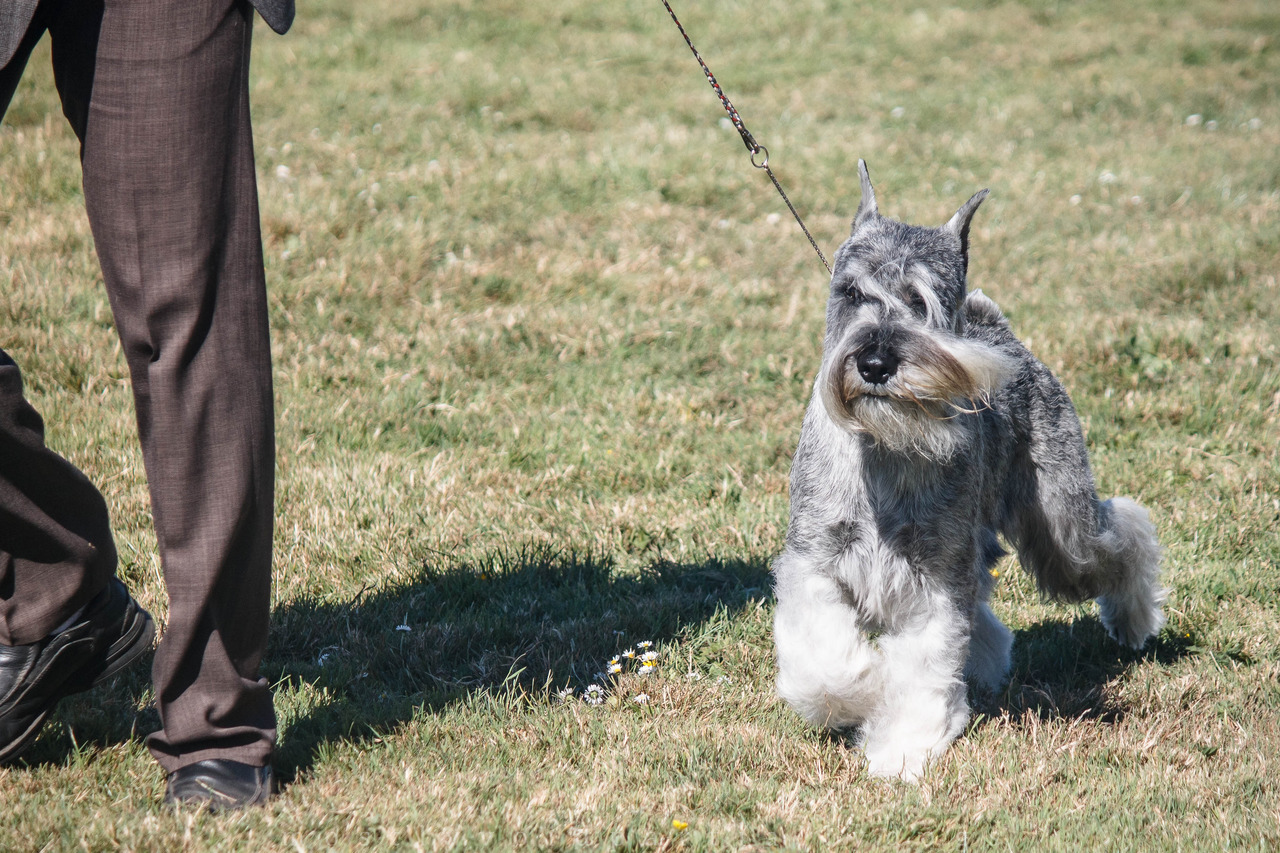 Standard Schnauzer