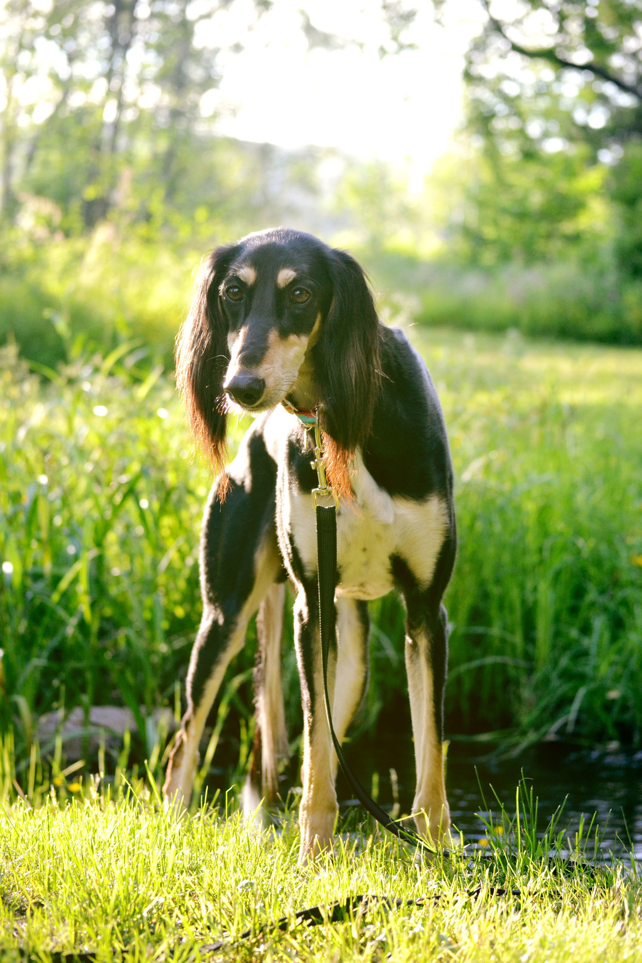 Image of Saluki