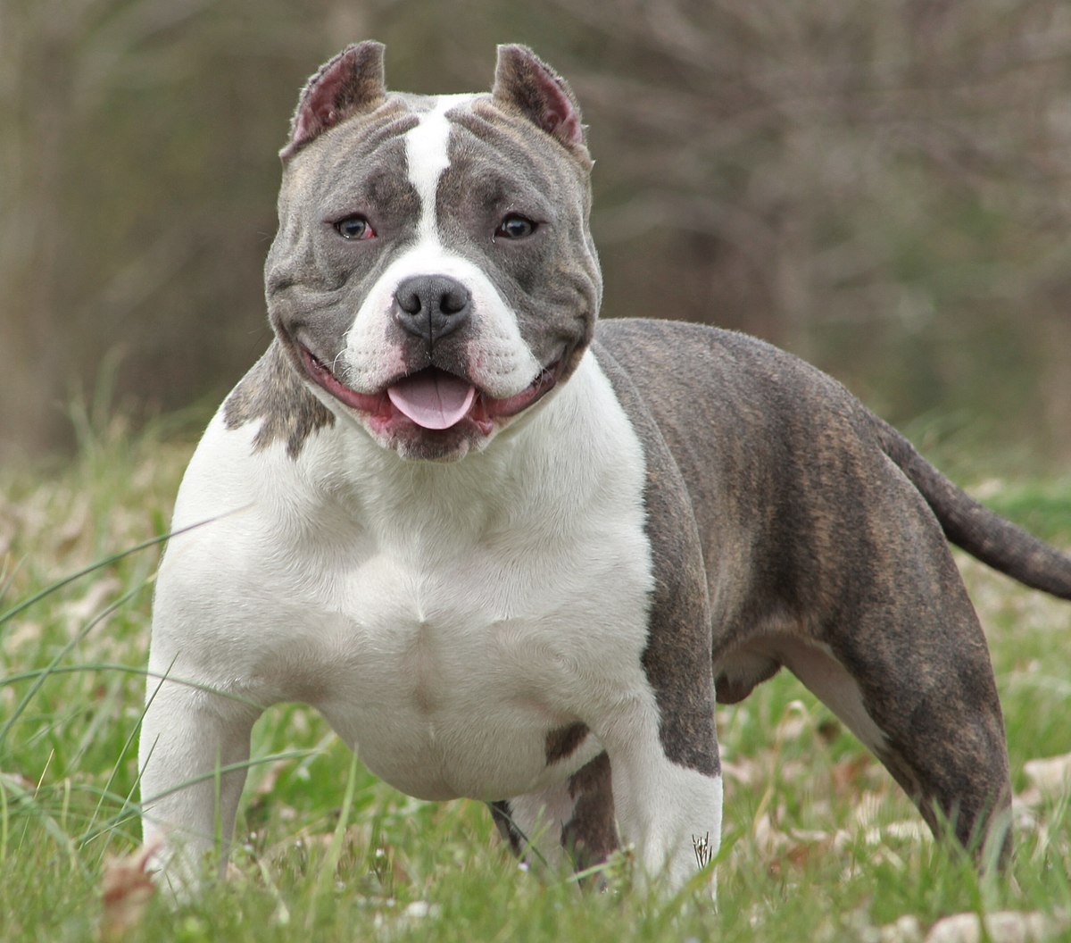 Image of American Bully