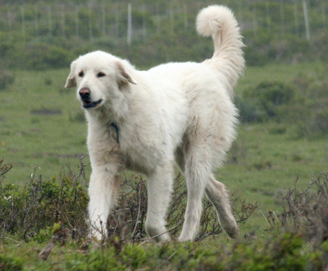 Image of Akbash Dog