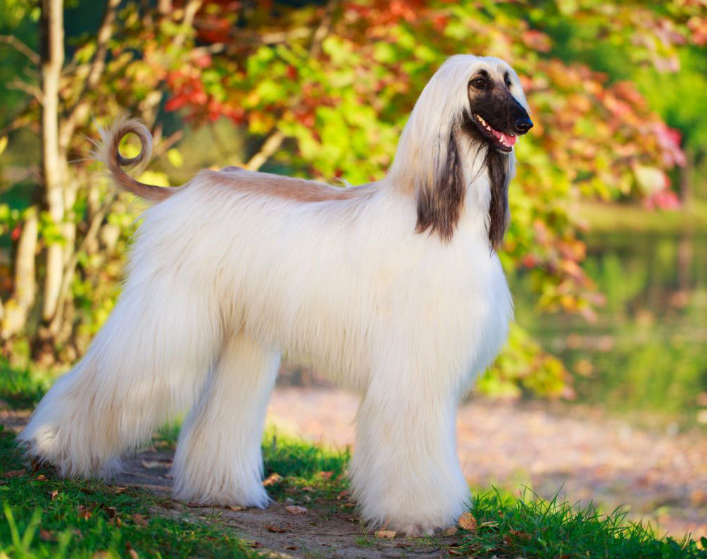 Image of Afghan Hound