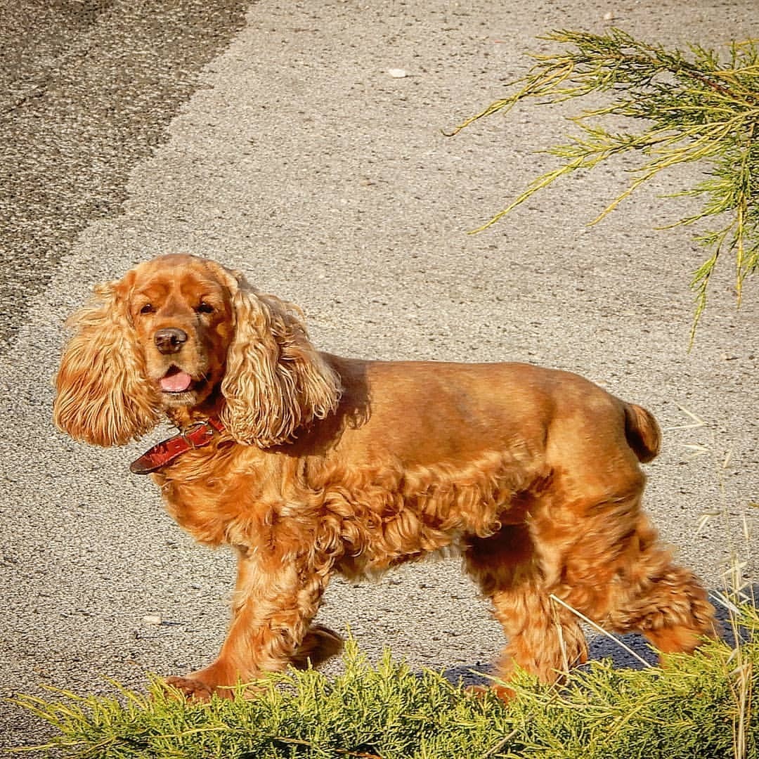 Image of Cocker Spaniel