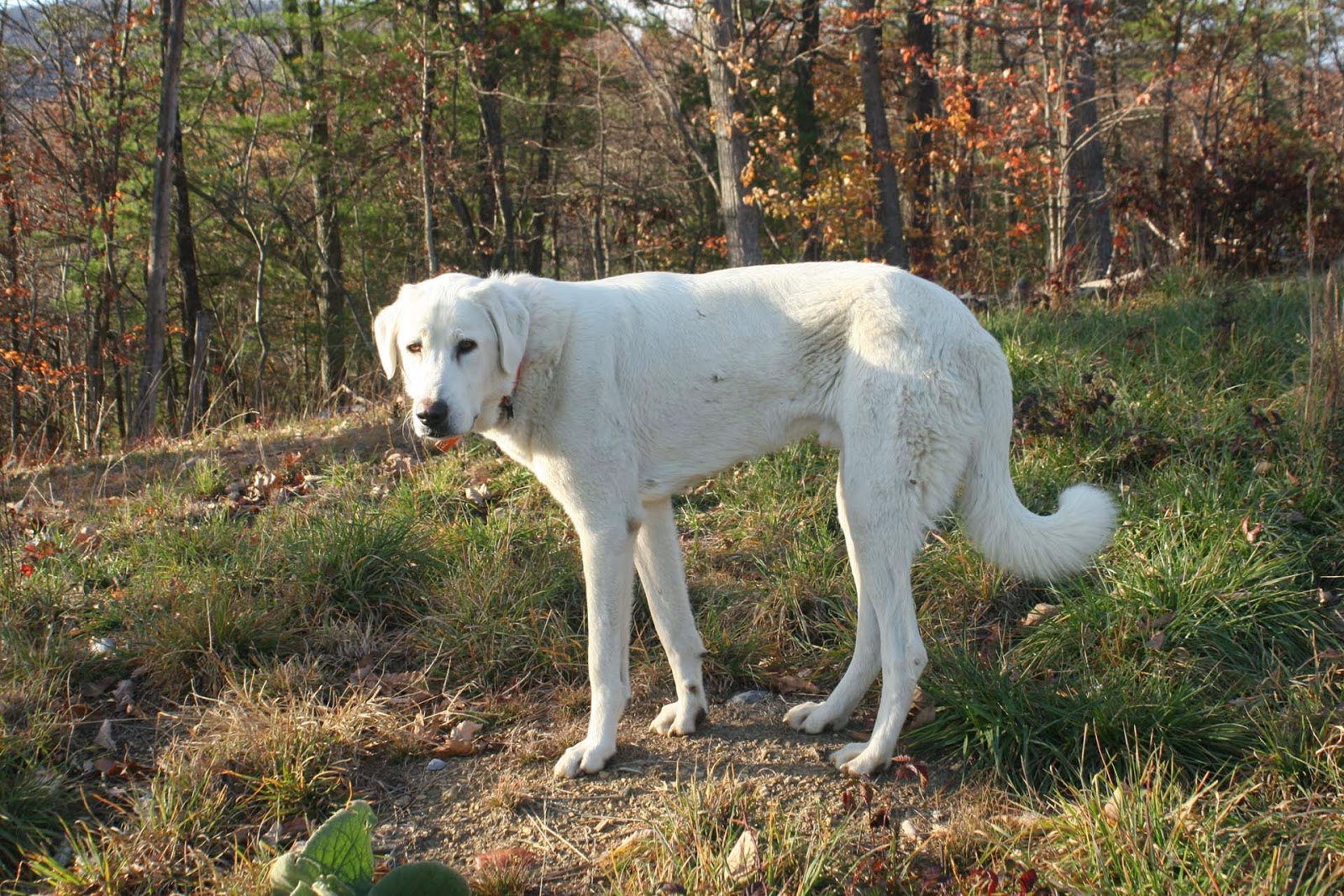 Image of Akbash Dog