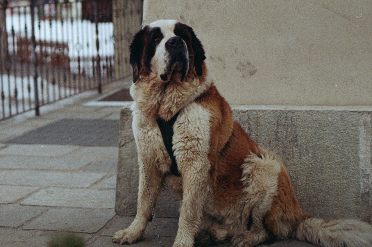 Image of Saint Bernard