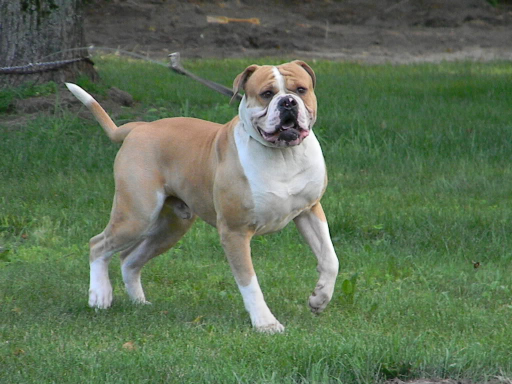 Image of American Bulldog