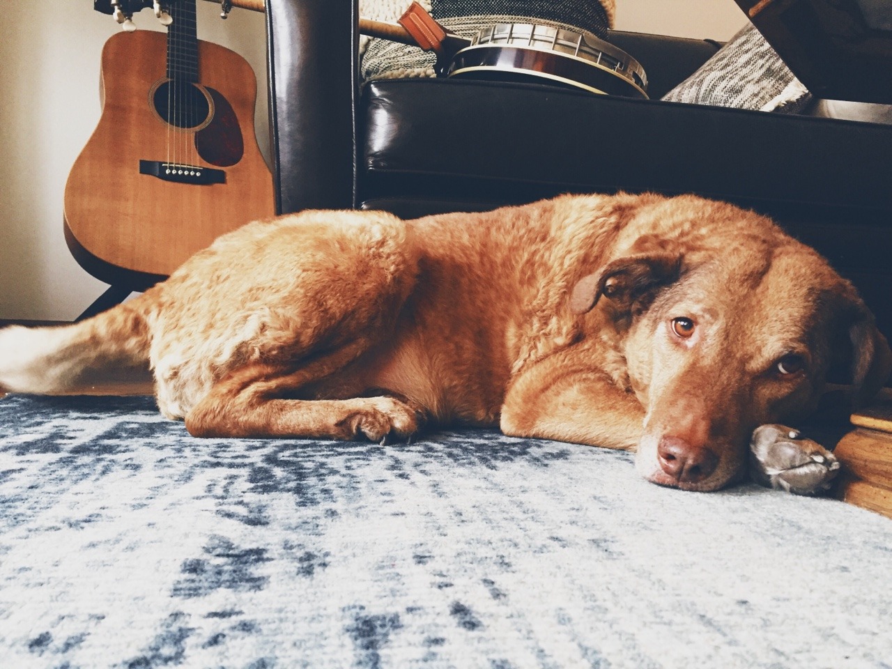 Chesapeake Bay Retriever