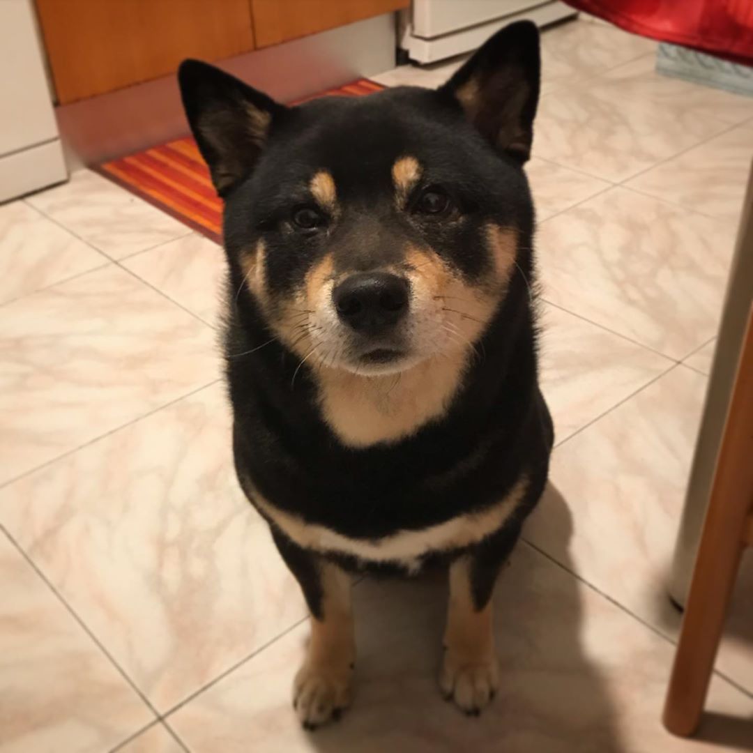 Image of Shiba Inu