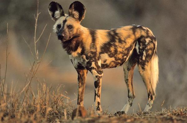 Image of African Hunting Dog