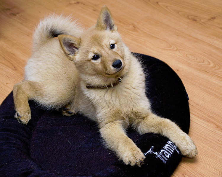 Image of Finnish Spitz