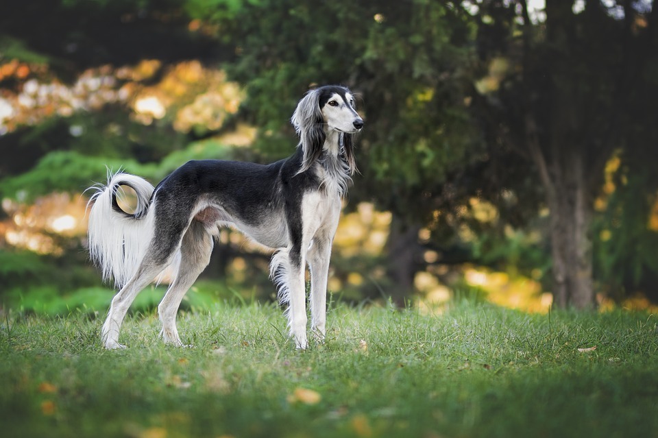 Image of Saluki