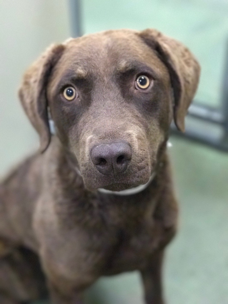 Image of Chesapeake Bay Retriever