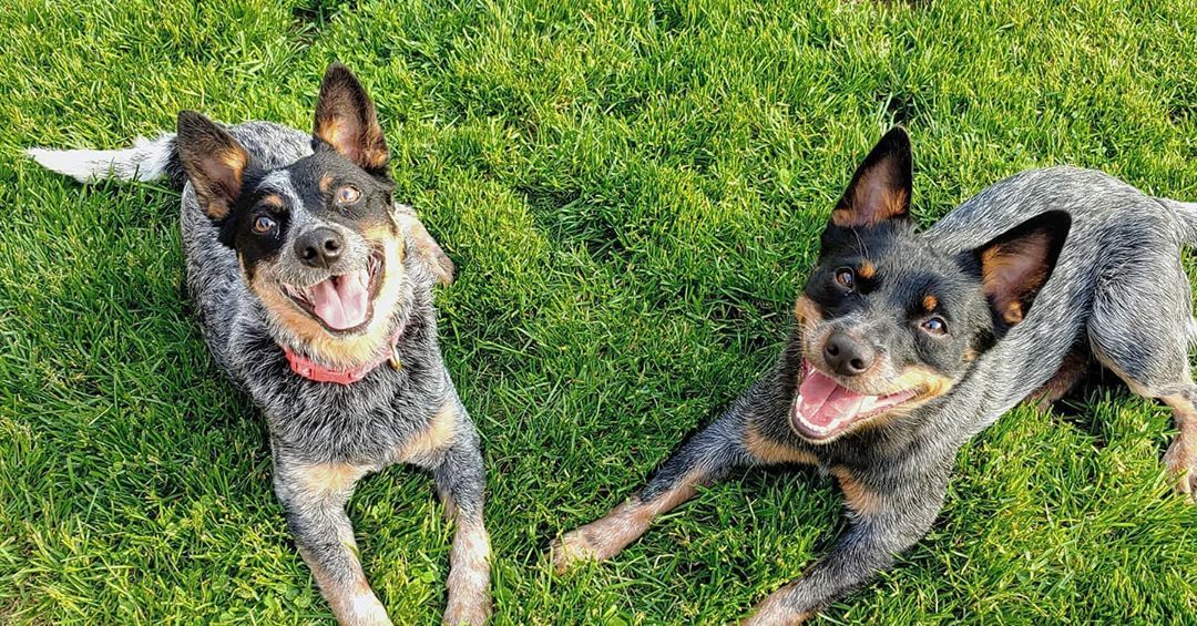 Australian Cattle Dog