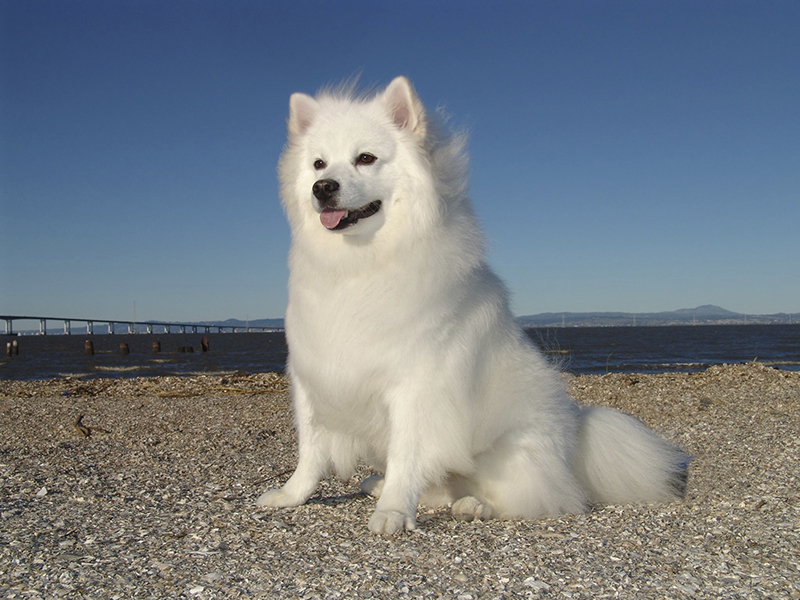 Image of American Eskimo Dog