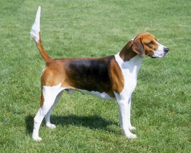 Image of American Foxhound