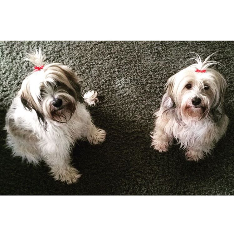 Tibetan Terrier