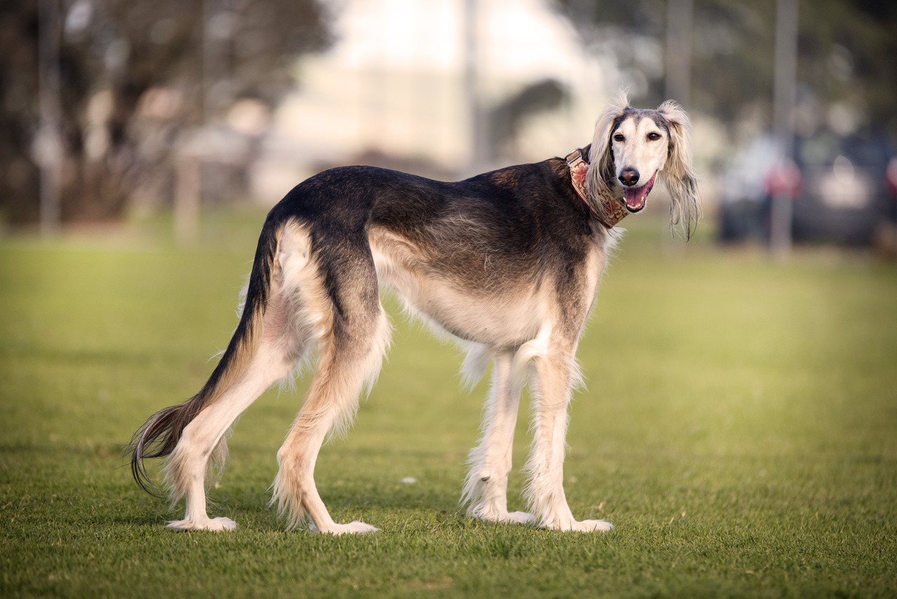 Image of Saluki