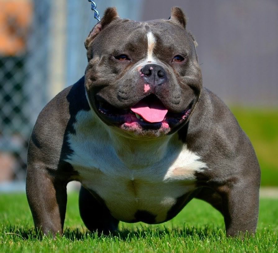 American Bully