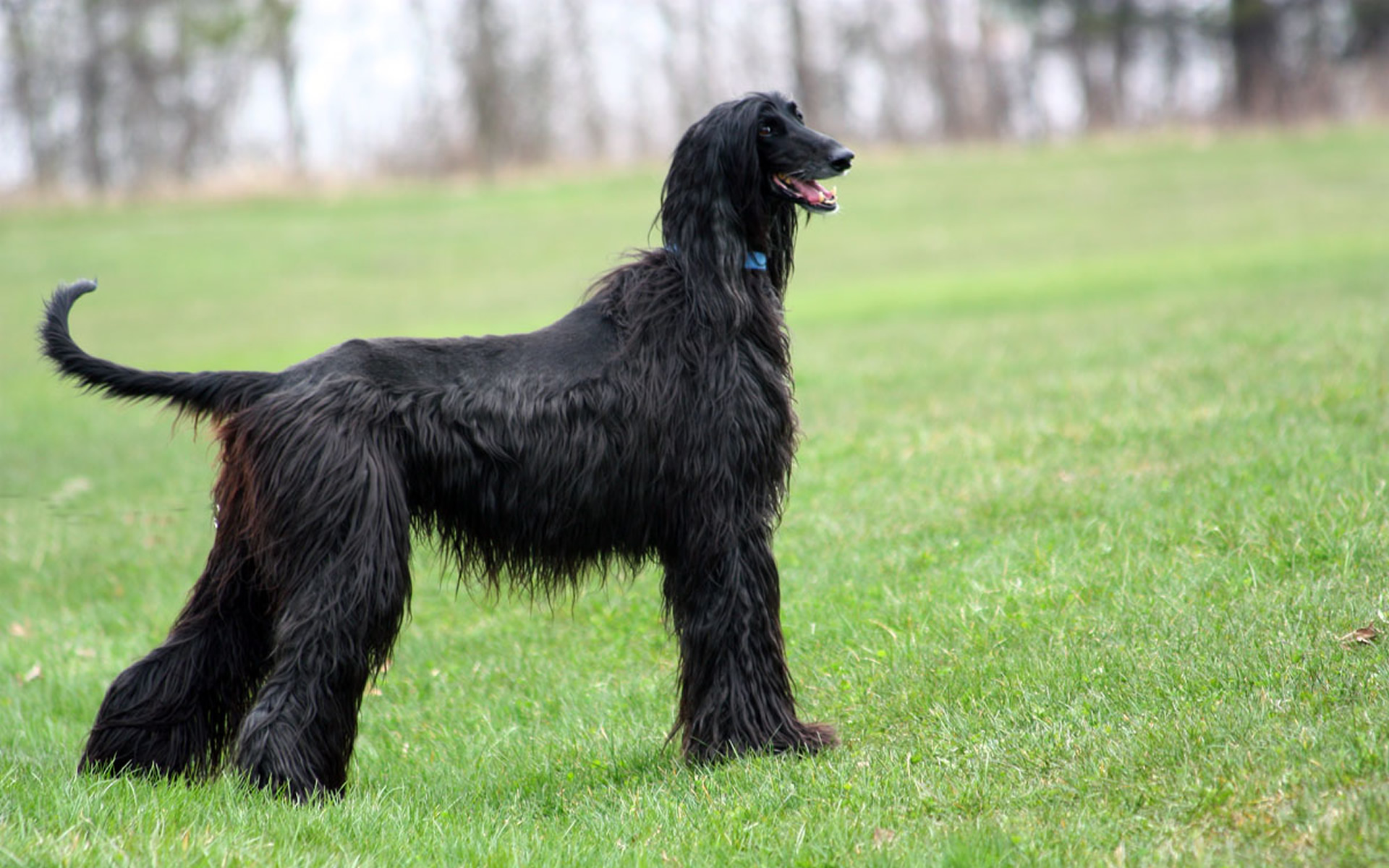 Image of Afghan Hound