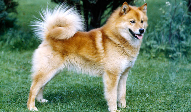 Image of Finnish Spitz