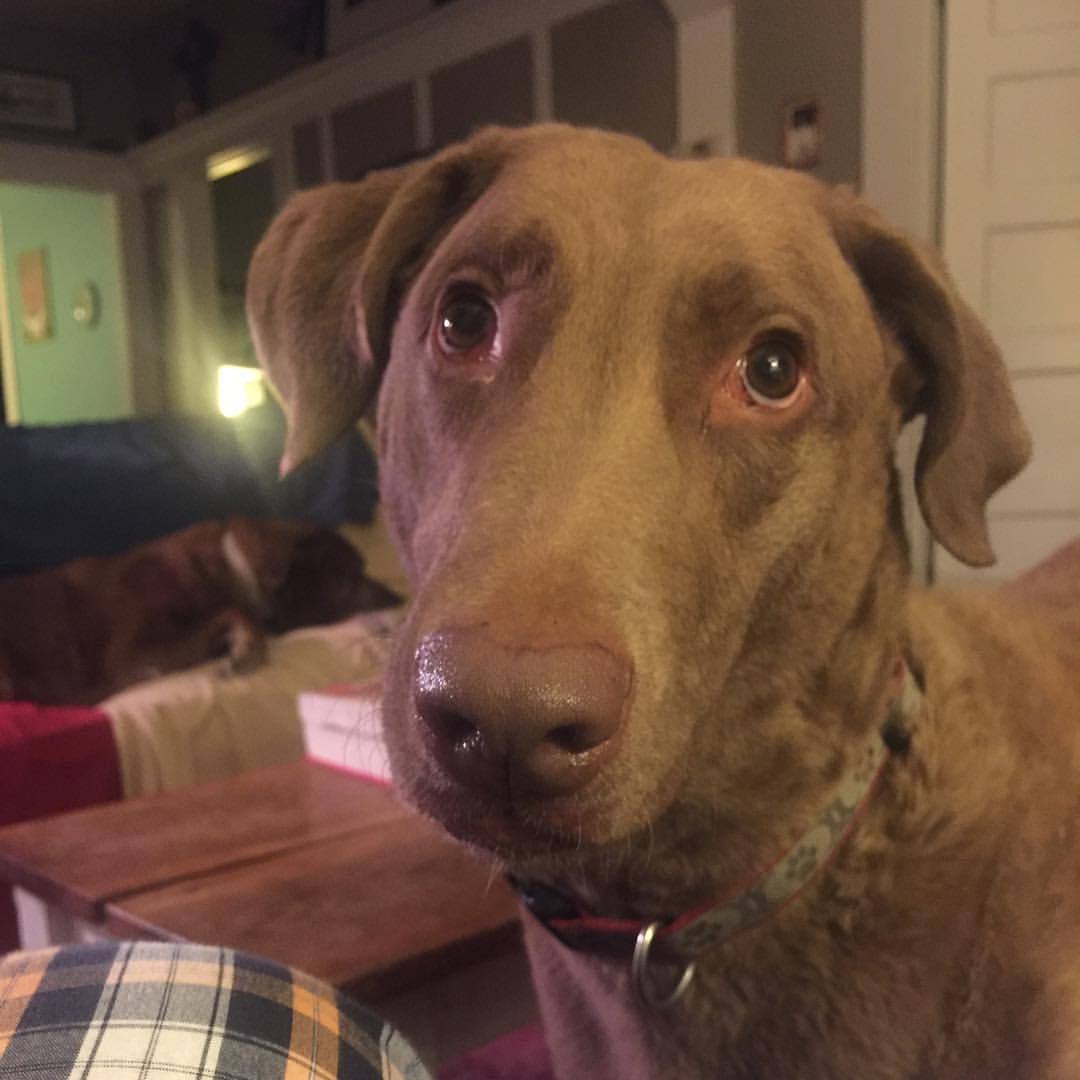 Image of Chesapeake Bay Retriever