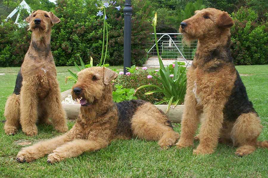 Image of Airedale Terrier